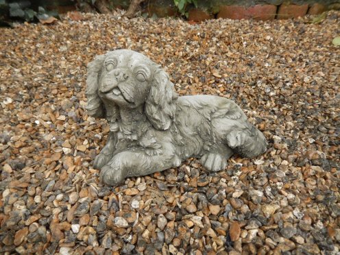 KA227 King Charles Spaniel